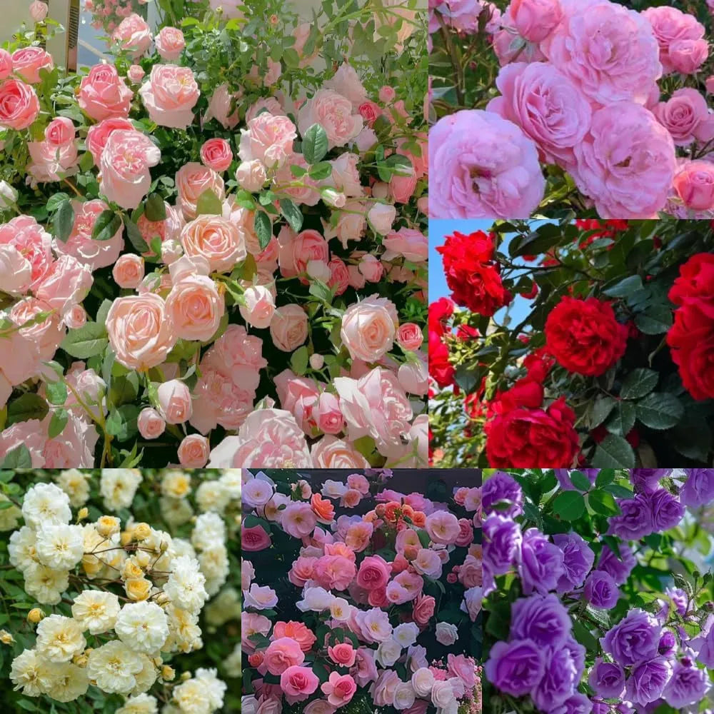 9 Types Of & Rare Color Climbing Rose Seeds